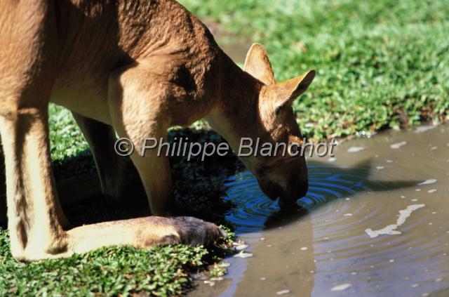 kangourou 2.JPG - Kangourou rouxMacropus rufusThe Rainforest Habitat Wildlife SanctuaryPort DouglasQueenslandAustralie
